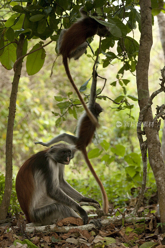 在坦桑尼亚桑给巴尔的Jozani森林保护区，Kirk的红疣猴(Procolobus kirkii)正在撒尿